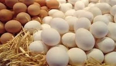 أسعار طبق البيض اليوم الاربعاء 21-5-2025 في قنا