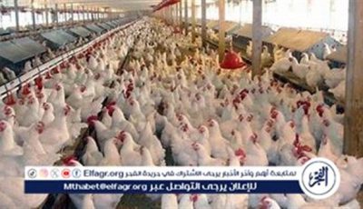 لا صحة لنفوق بنسبة 30% والفيروسات تحت السيطرة