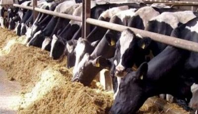 تنمية الثروة الحيوانية تبدأ من التيسيرات الضريبية لمصانع الأعلاف