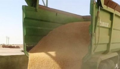 محافظ أسوان يتابع توريد 355 ألف و466 طن من القمح بالصوامع والشون