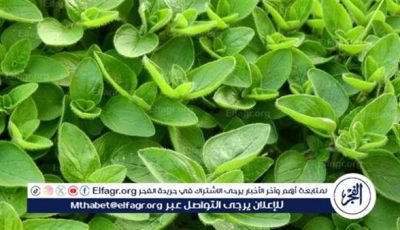 فوائد البردقوش لصحة الطفل وتقوية المناعة والجهاز الهضمي