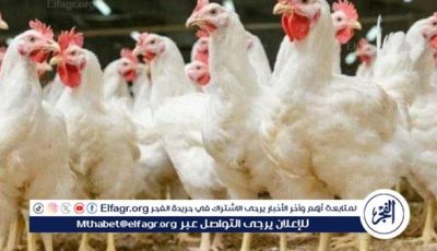 أول رد رسمي من “الزراعة” بشأن نفوق 30% من إنتاج الدواجن في مصر