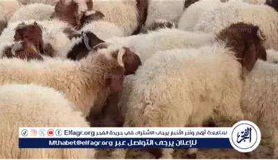 أسعار الأضاحي.. استقرار نسبي وضعف في الإقبال مع اقتراب عيد الأضحى