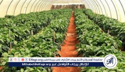 مشروع الصوب الزراعية في الفيوم طفرة إنتاجية تعادل 10 أضعاف الفدان التقليدي