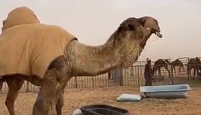 أغلى جمل في التاريخ يشعل السعودية والخليج: شكله أغرب مما تتخيل!