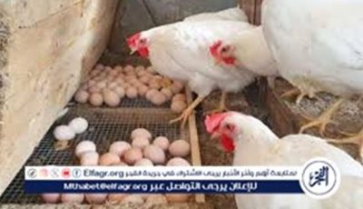 أسعار الدواجن اليوم الإثنين الموافق 19-5-2025 فى سوهاج