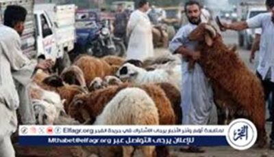 أحدث عروض وأسعار الأضاحي..كيف تختار الأضحية المناسبة؟