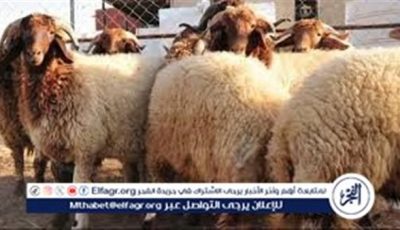 هل يجوز السلف لشراء الأضحية؟..الإفتاء تجيب