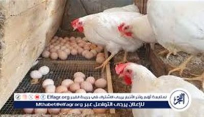 أسعار الدواجن اليوم الأحد الموافق 18-5-2025 فى سوهاج