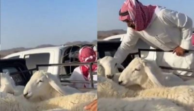 أسعار الأضاحي في السعودية تهوي إلى مستويات قياسية… ما الذي يحدث في الأسواق؟