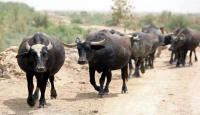 تحذيرات بشأن وقوع أزمة في جنوب العراق