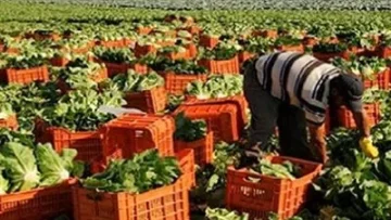 الزراعة والتصدير: سوق الأسمدة في مصر يواجه تحديًا جديدًا