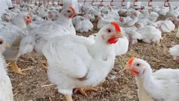 أسعار الدجاج الأبيض اليوم، الجمعة 18 يوليو