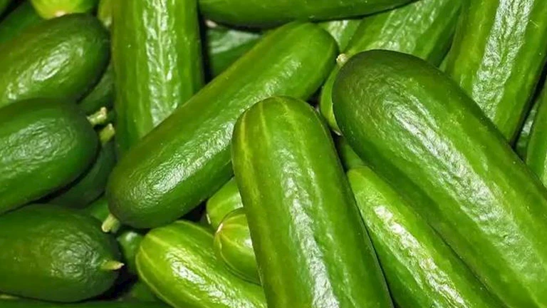 لا تفوت هذا.. 3 مزايا رائعة لتناول الخيار في وجبة الإفطار