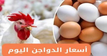اشتري يا ست الكل.. أسعار الفراخ البيضاء اليوم الإثنين 4 أغسطس في بورصة الدواجن.