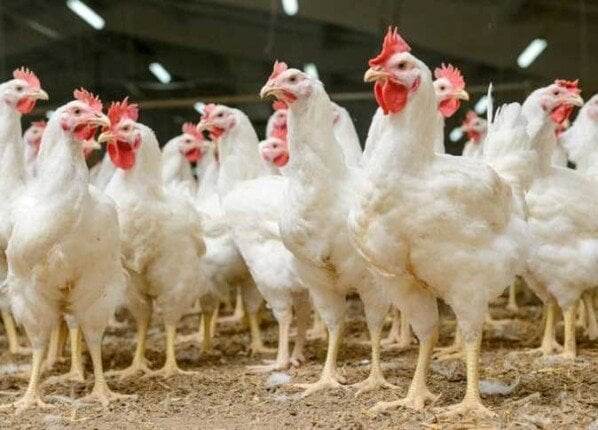 أسعار الدواجن والبيض اليوم الاثنين 4 أغسطس 2025: تحديثات حصرية تعرف عليها الآن!