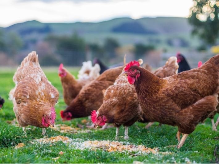 أسعار الدواجن والبيض اليوم الإثنين 4 أغسطس 2025: مفاجآت وارتفاعات جديدة!