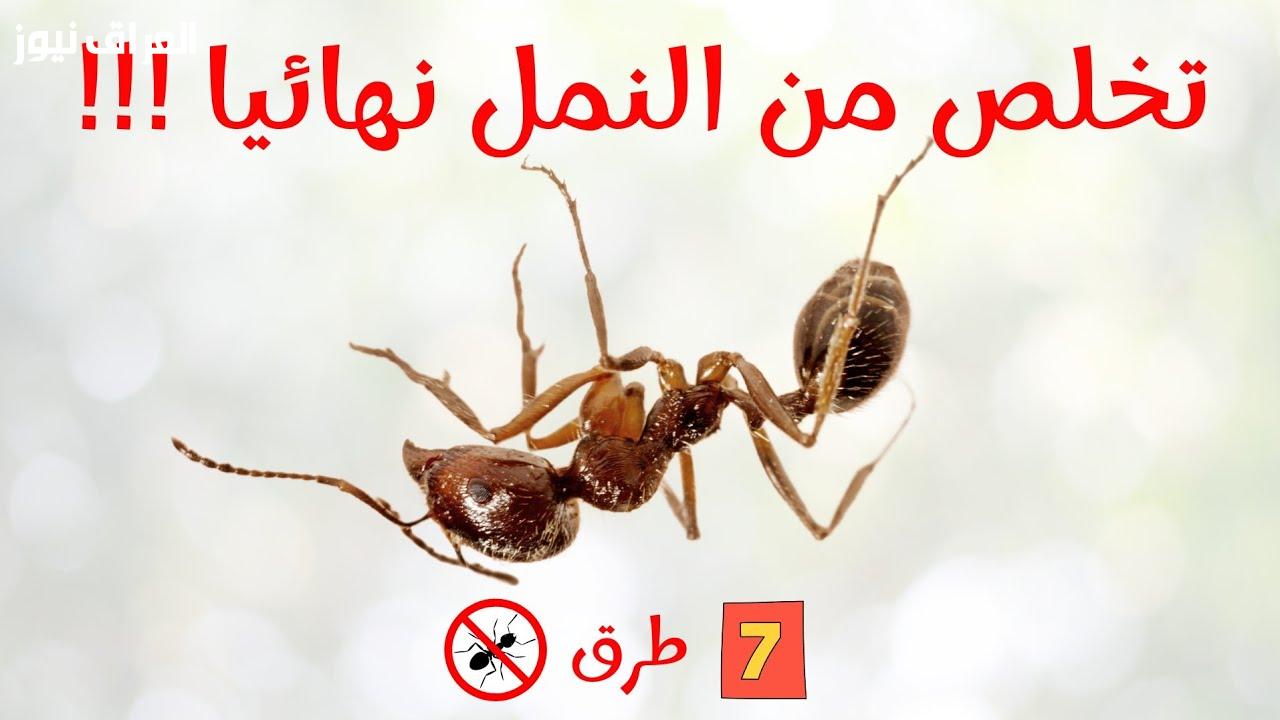 نمل.. التخلص من النمل في المنزل نهائيًا بسهولة وسرعة