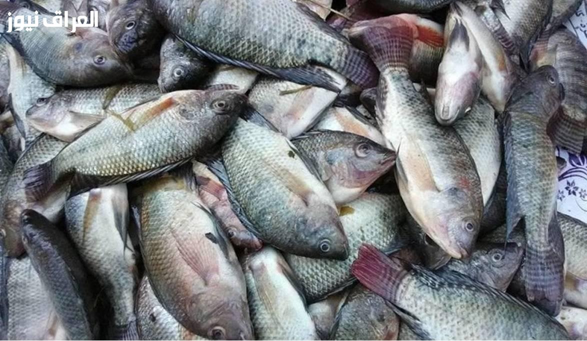 أسعار السمك الطازج اليوم الإثنين 4 أغسطس 2025: أبرز الخيارات المتاحة في السوق البحرية