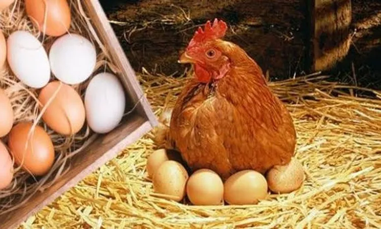 تخفيضات تصل إلى 30% في أسعار الدواجن والبيض بالأسواق الزراعية