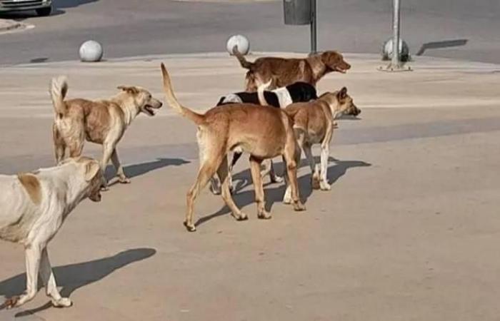 كلاب شاردة تقتل رضيعة في الجزائر