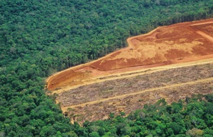 4.12 مليون هكتار تخسرها الغابات سنوياً