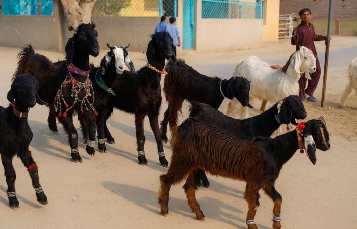 الماعز الراقص.. خطوات أنيقة من قلب البنجاب