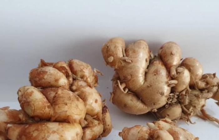 الزنجبيل العطري.. جذر صغير بفوائد كبيرة