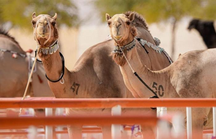 انطلاق الدورة الـ19 من مهرجان الظفرة 27 أكتوبر