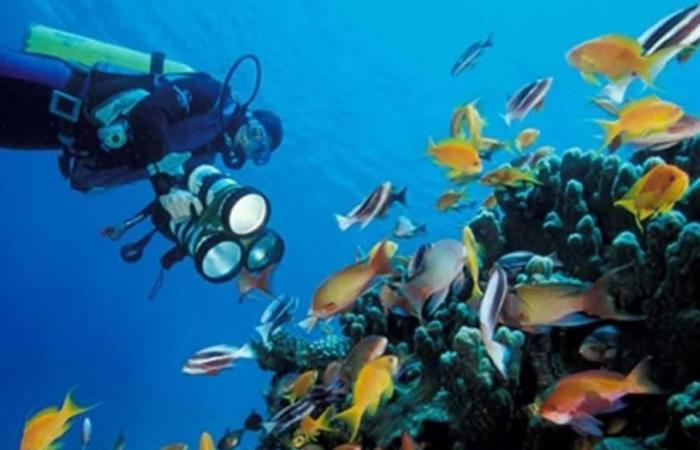 «صون الطبيعة» يقيّم ترشح «العقبة البحرية» للتراث العالمي