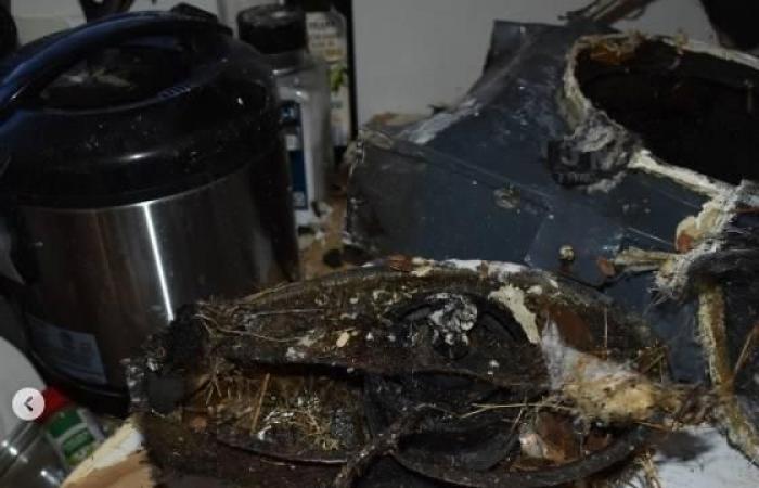 عش طائر يتسبب في حريق بأمريكا