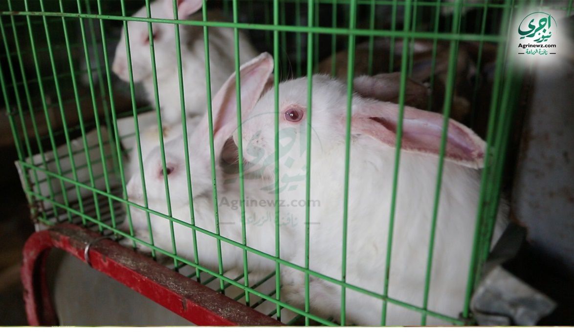 “الزراعة” تفعيل قرار تنظيم صناعة الأرانب .. اعرف التفاصيل…