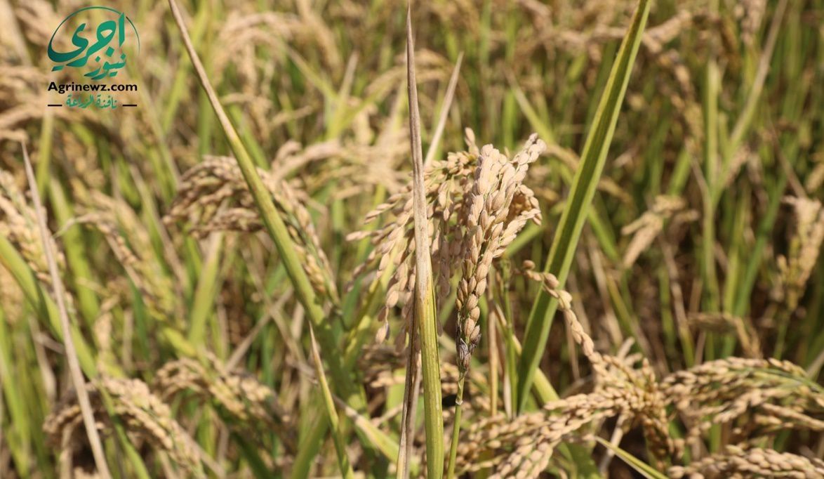 زراعة مليون فدان بالأرز هذا العام وأصناف جديدة ترفع ا…