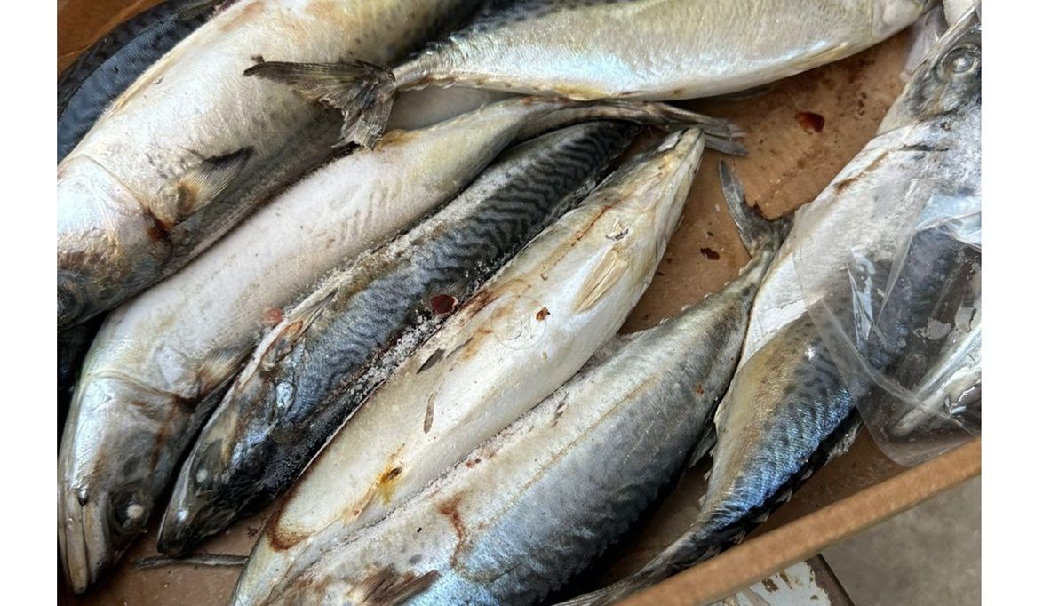 ضبط أكثر من 8 آلاف كجم لحوم وأسماك غير صالحة خلال…