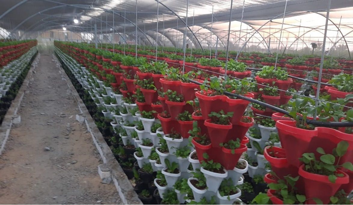 8 دورات سنوية وأرباح 200 ألفًا بالصوب الحد…