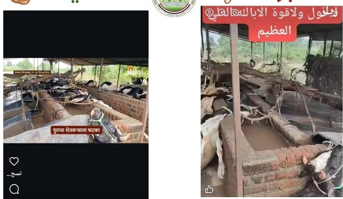 الزراعة تنفي فيديو نفوق الماشية المتداول وتؤكد: لا خطورة.. الو…