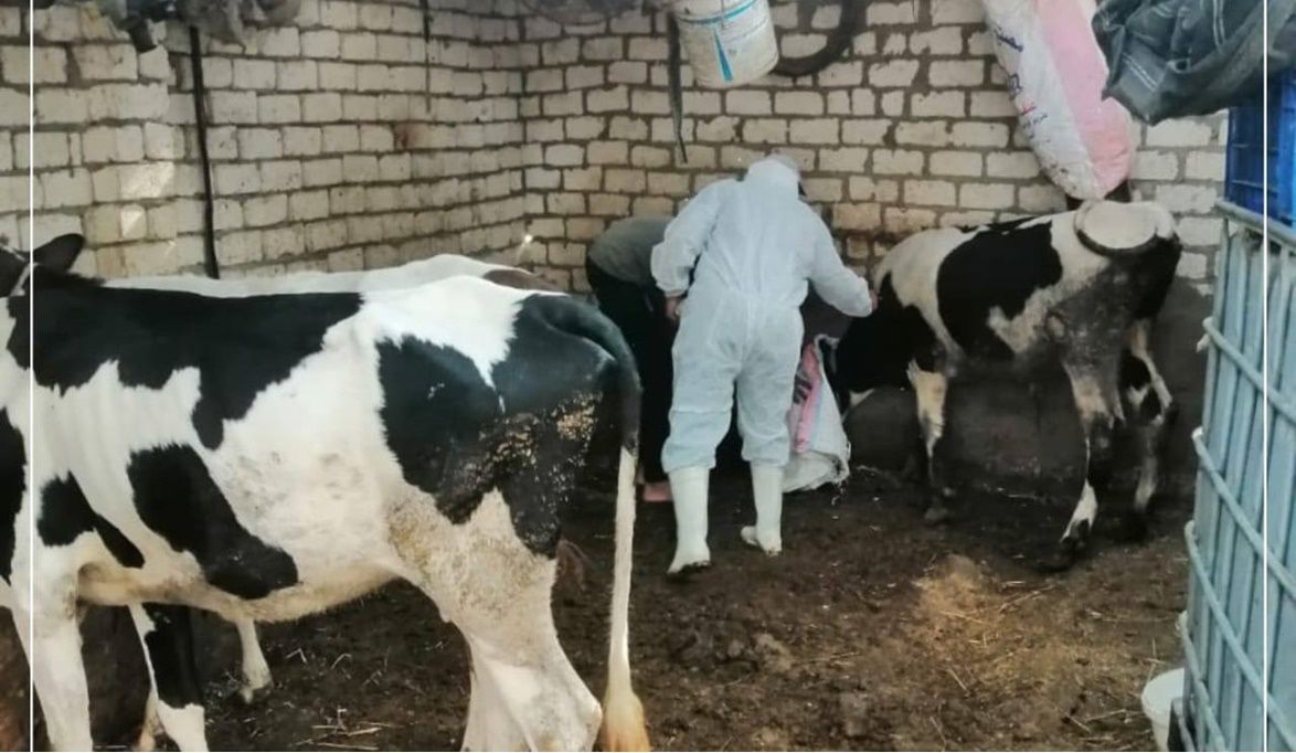 الإسماعيلية تستكمل الحملة القومية الثالثة لتحصين الثروة الحيوا…