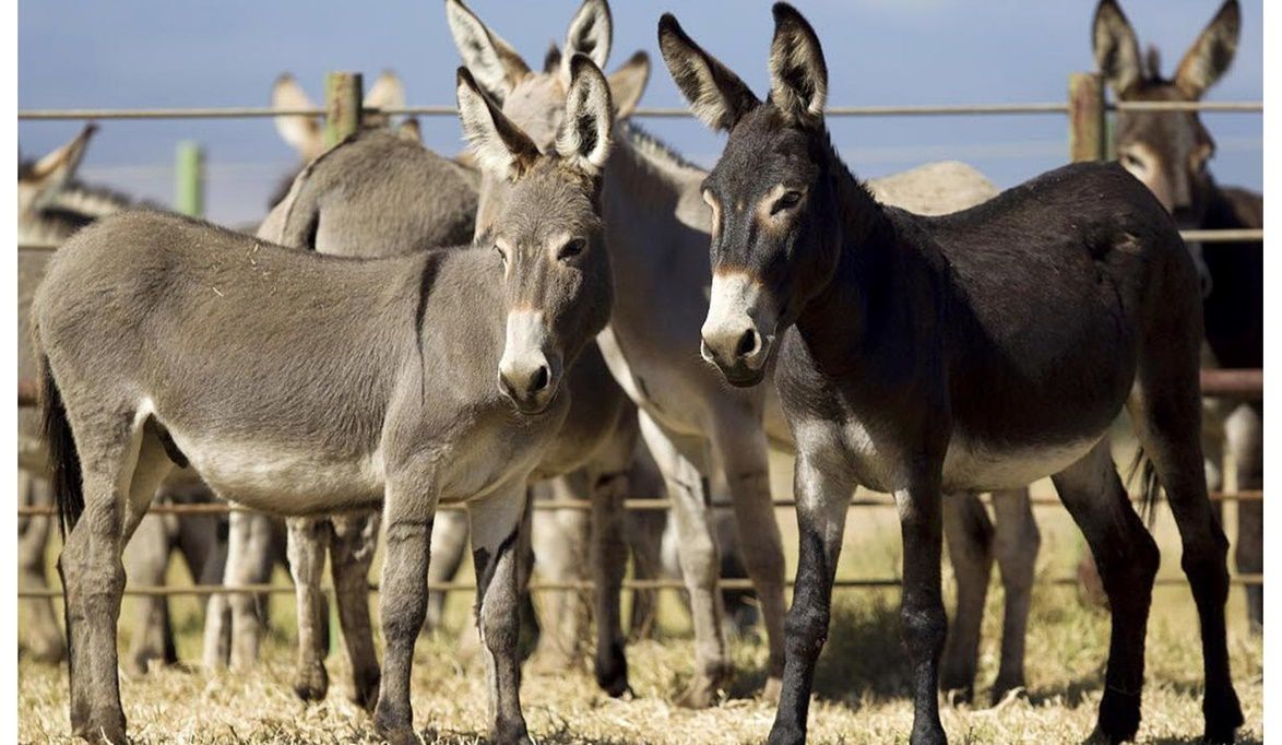 بيطري الغربية توضح حقيقة العثور على حمير مسلوخة بالمحافظة…