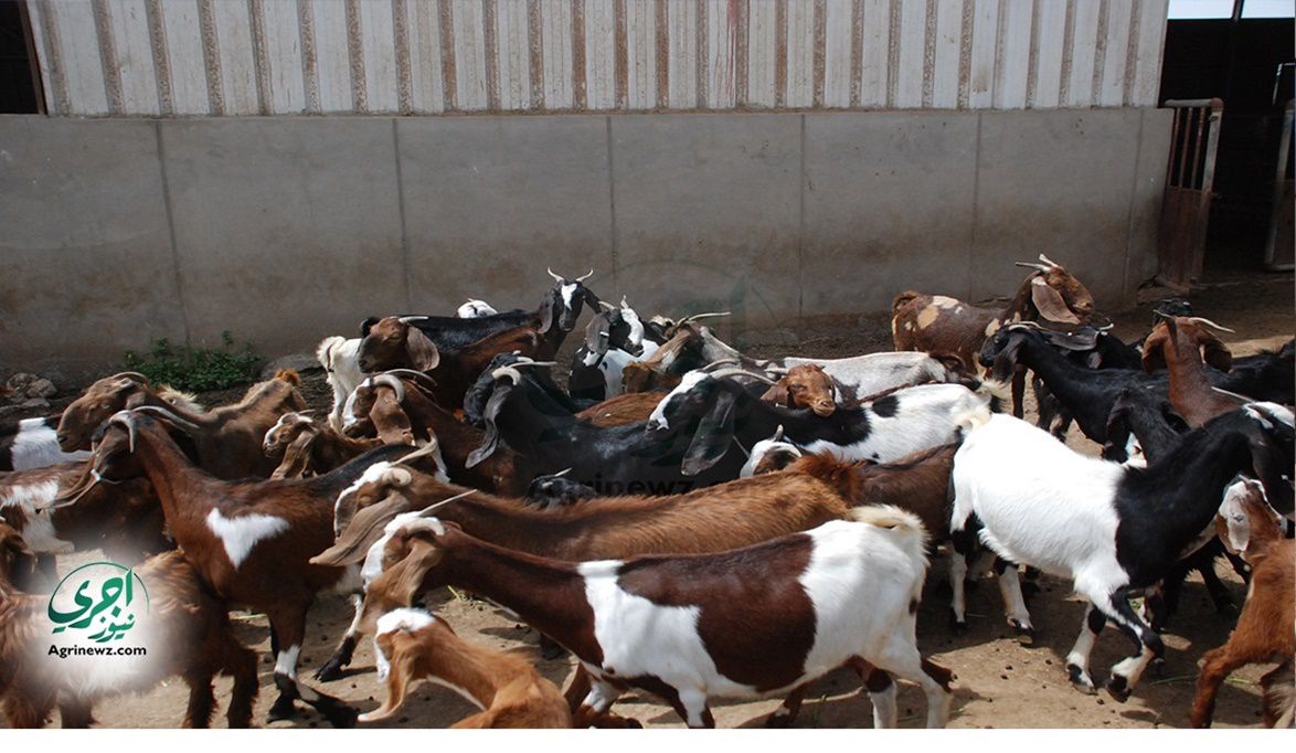 لا تلاعب في الأسواق.. “الخدمات البيطرية” تُحكم الرقابة على الأ…