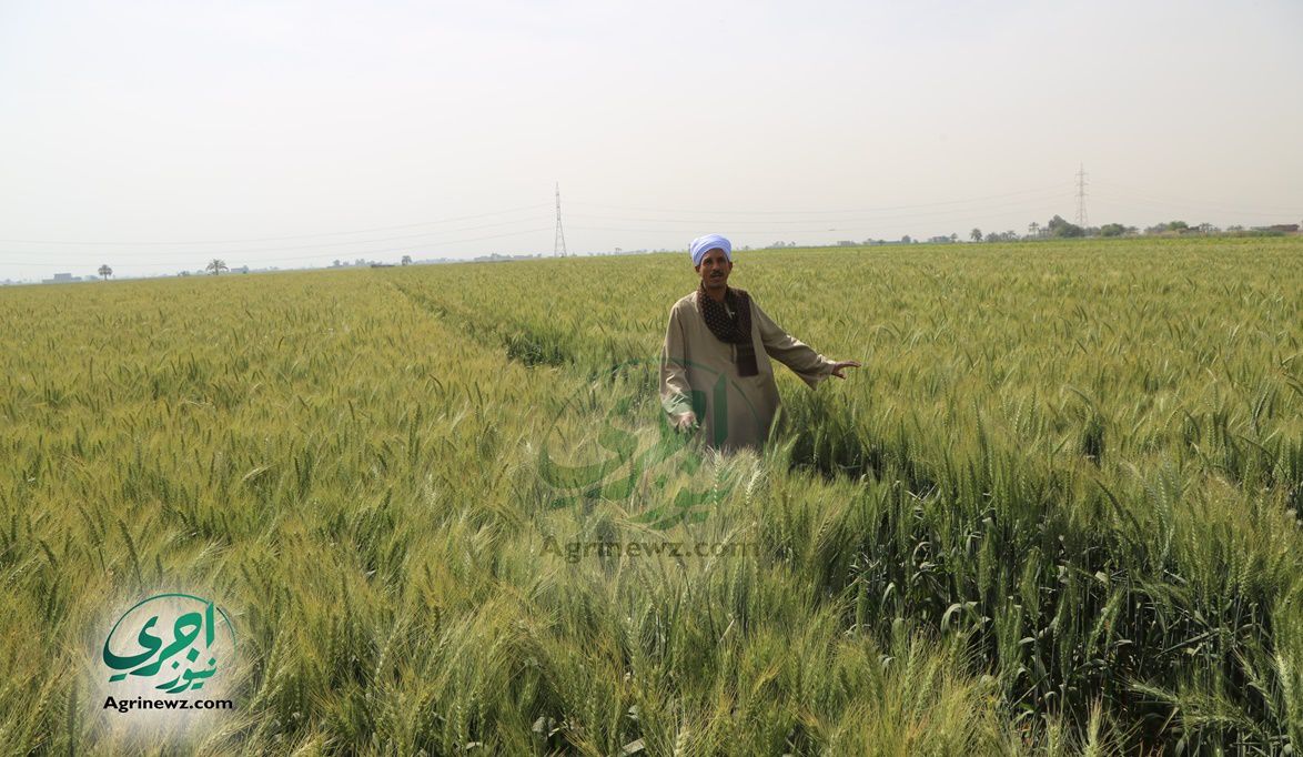 “البحوث الزراعية” توقعات بـ 30 إردبًا لفدان القمح في أراضي الو…