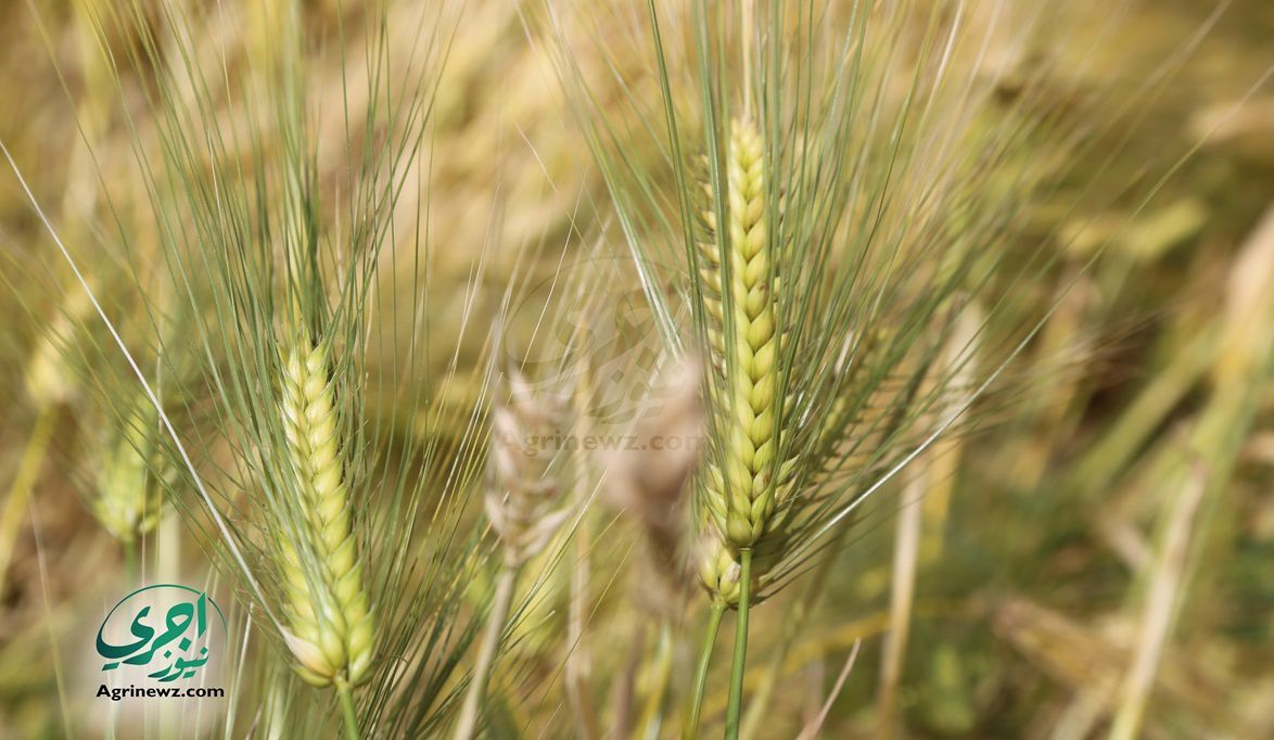 وكيل بحوث المحاصيل : قمحنا عالمى وإنتاجية 30 أردبًا واستعداد لـ 3.5 مليون فدان – موقع اجرى نيوز الإخباري