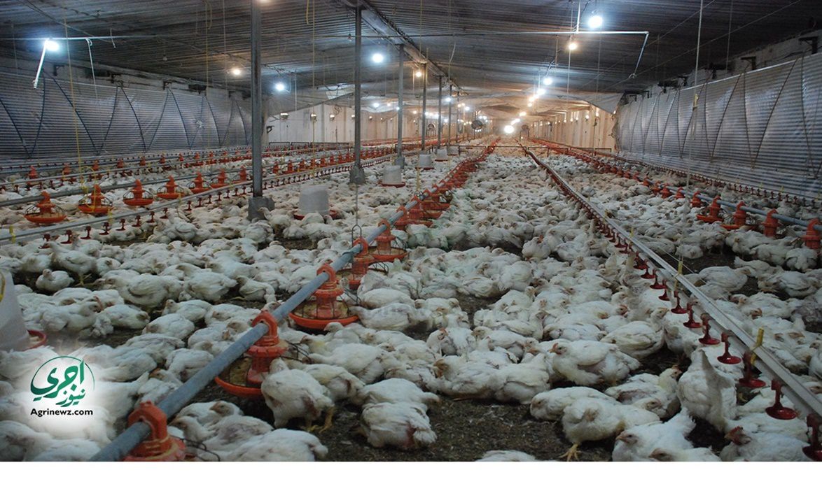 إسبانيا تُغلق جميع مزارع الدواجن المفتوحة بعد تفشي أنفلونزا ال…