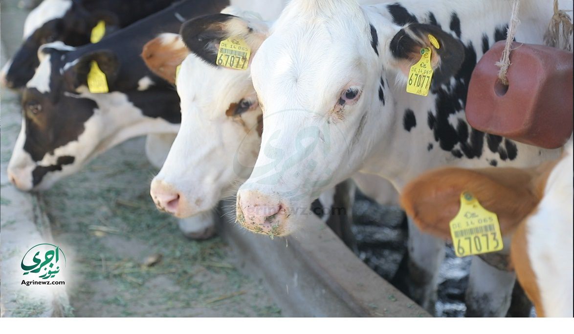 الزراعة تنفي صحة فيديو حالات نفوق الماشية المتداول على وسائل ا…