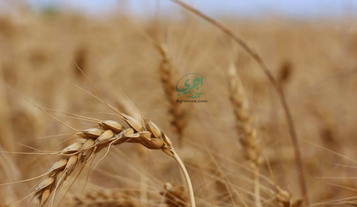 مصر تتجه لزراعة 3.5 مليون فدان قمح .. وزيادة الإنتاجية إلى 25 …