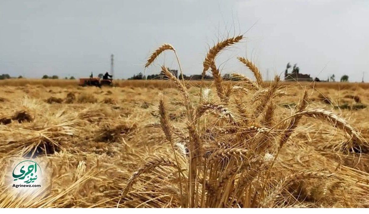 المصريون يستهلكون 200 كيلو جرام قمح سنويًا لكل فرد…..