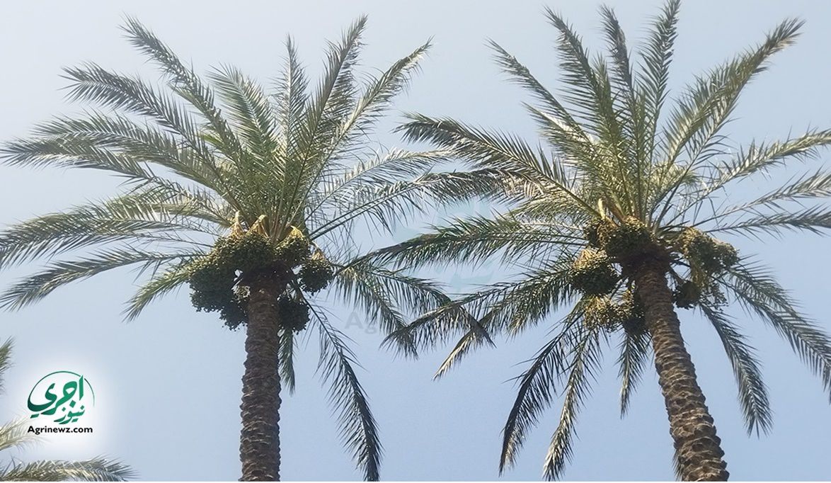 وزارة الزراعة .. مصر تزرع 3 ملايين نخلة في توشكى والوادي الجد…