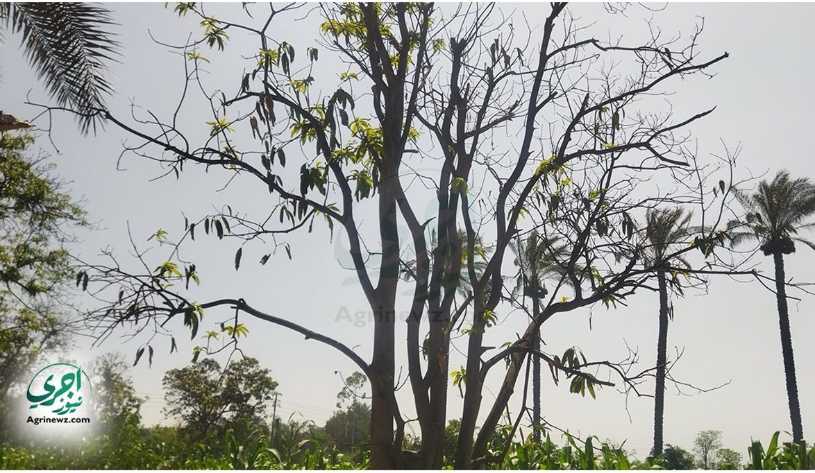 تنفيذ أكثر من 200 مشروع بحثي لمواجهة التغير المناخي و…