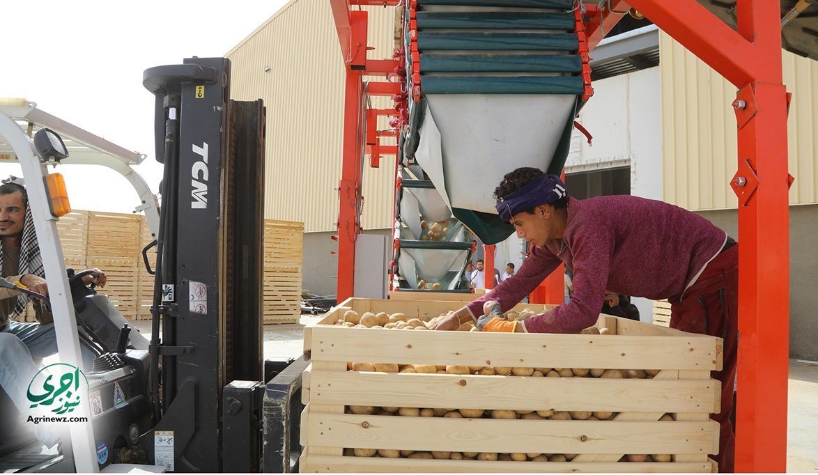 طفرة غير مسبوقة في تصدير البطاطس.. ومصر تكتسب ثقة ال…