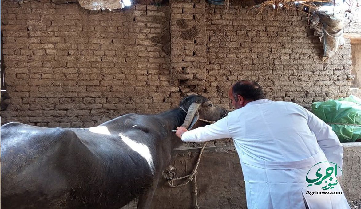 الوضع الوبائي للحمى القلاعية تحت السيطرة وال…