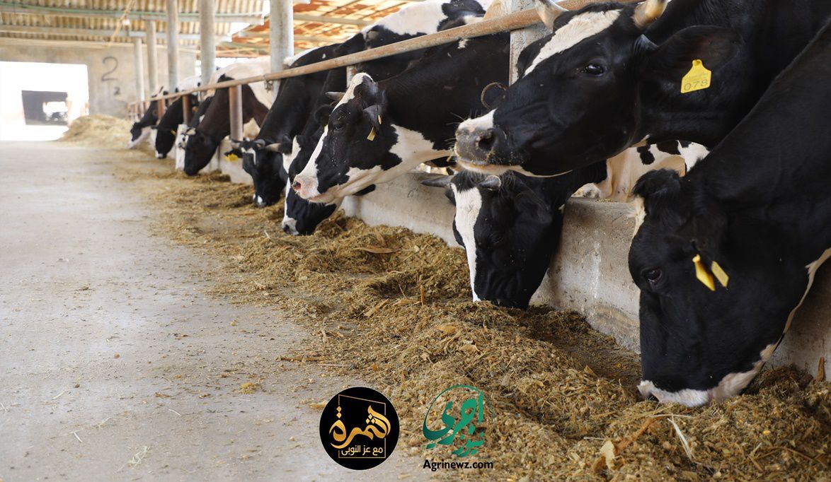 لا خطر من تناول لحوم أو ألبان المواشي المصا…